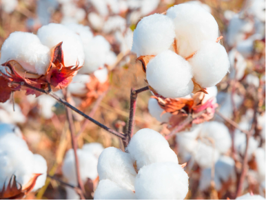 Image of California-grown Pima Cotton Plants